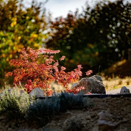 Guest house Borarium Vendeghazak - Zen-go Haz Pazmand